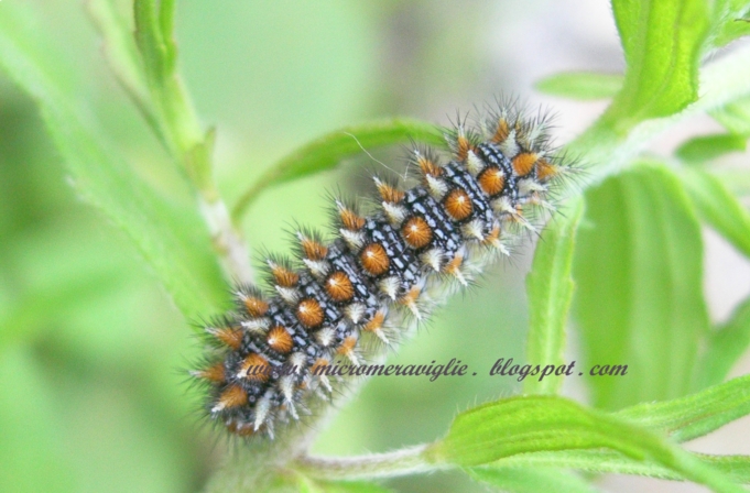 Bruco di Melitaea dydima